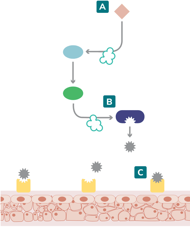 How HAE attacks are initiated according to Kallikrein-kinin system.